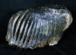 Partial M Mammoth Molar From North Sea #3382-3
